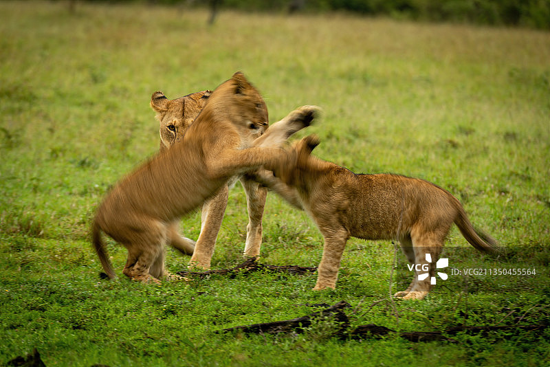 一只母狮幼崽和它的母亲，肯尼亚，马赛马拉图片素材