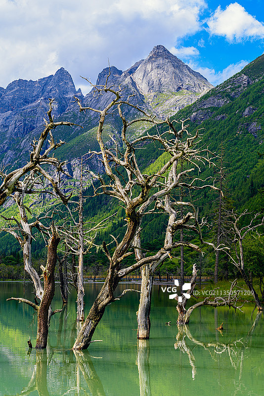 湖水中死而不枯的沙棘树图片素材