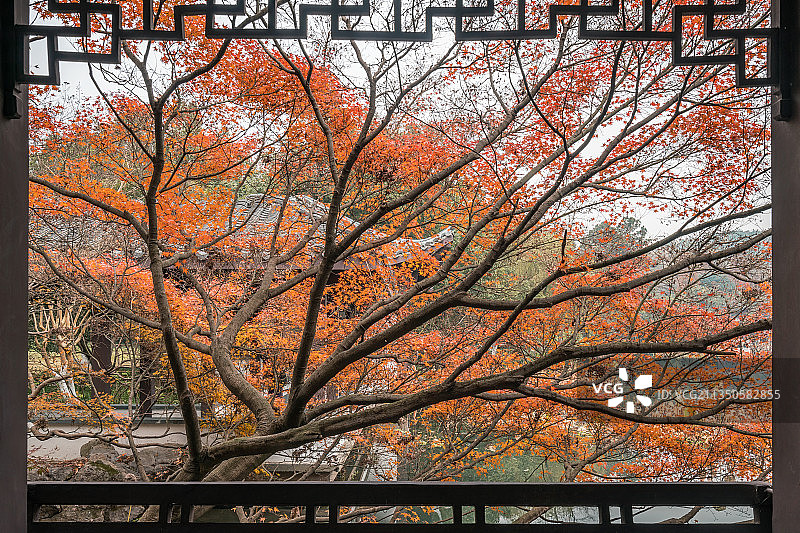 杭州西湖曲院风荷枫树图片素材