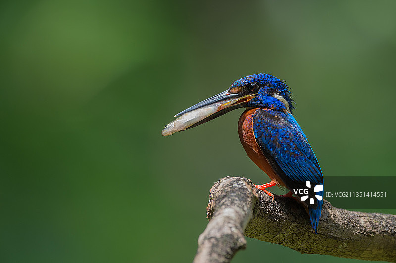 特写翠鸟栖息在树枝上，阿布罗里，马哈拉施特拉邦，印度图片素材