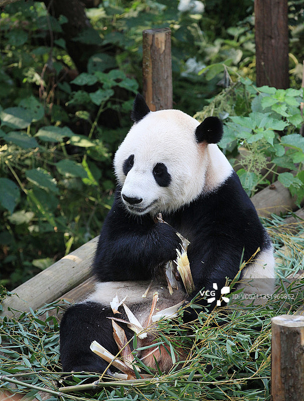 国宝大熊猫图片素材
