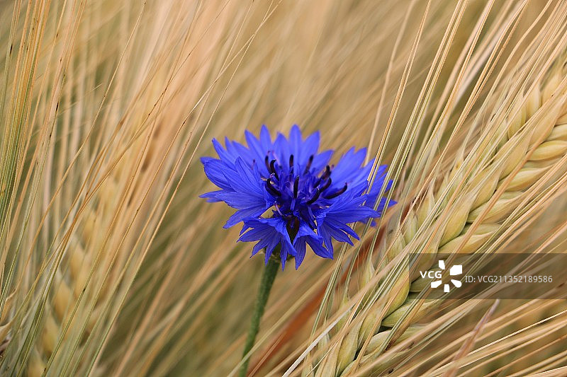 德国奥贝格里格，田野上紫色开花植物的特写图片素材