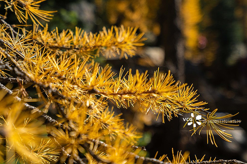 特写黄色开花植物，州Rte，美国，美国图片素材