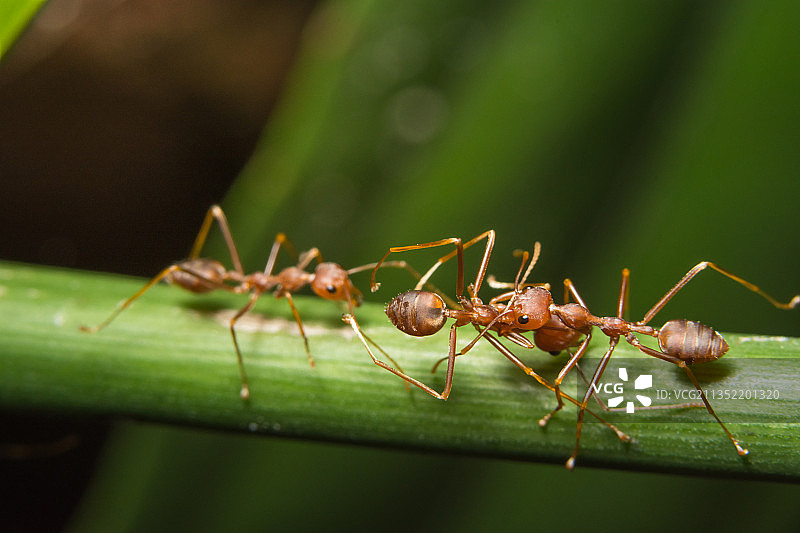 树叶上蚂蚁的特写镜头图片素材