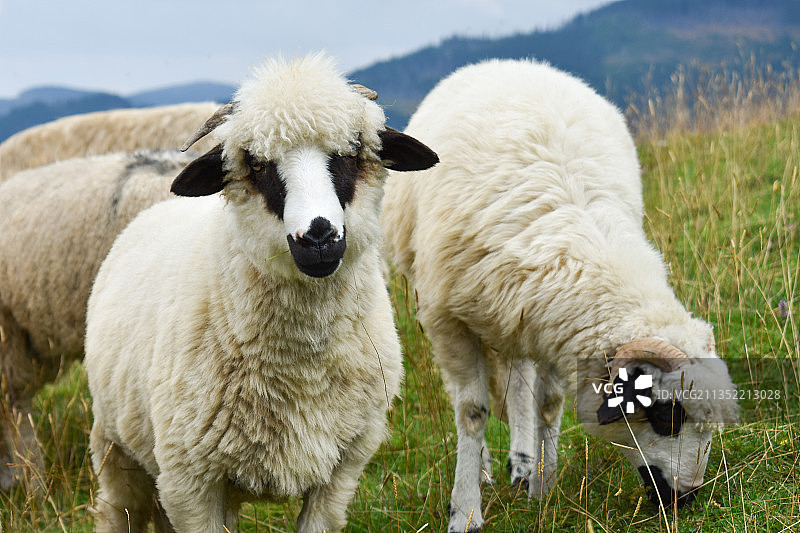 绵羊站在草地上的特写镜头图片素材