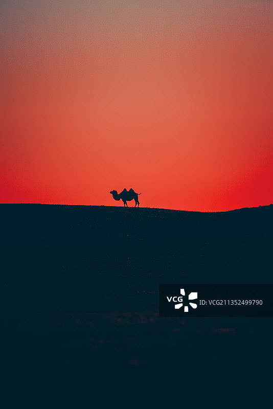 夕阳下的骆驼图片素材