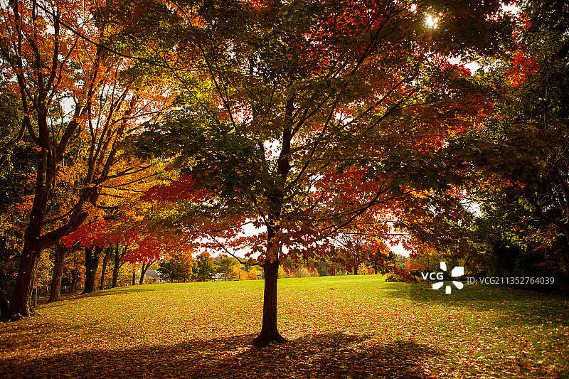 秋天公园里的树图片素材