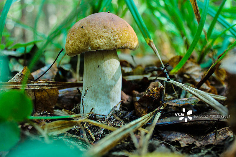 蘑菇在田间生长的特写镜头图片素材