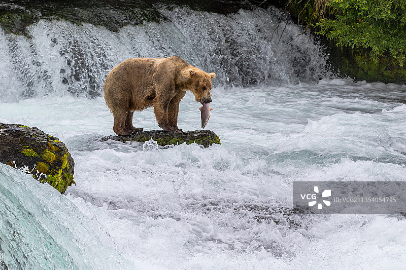 捕鱼的棕熊，湖和半岛，阿拉斯加，美国，美国图片素材