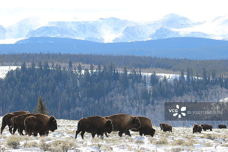 美国，冬天在山上行走的野牛图片素材