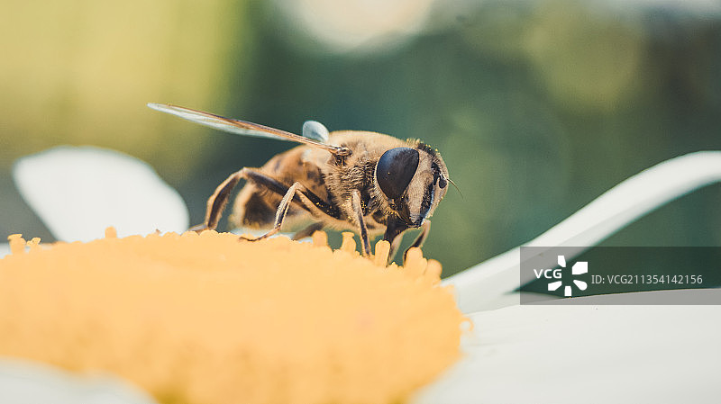 德国肯普顿，黄花上的蜜蜂特写图片素材