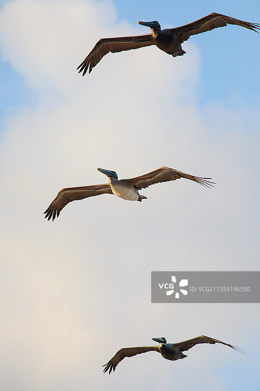 海鸥在天空中飞行的低角度视图图片素材