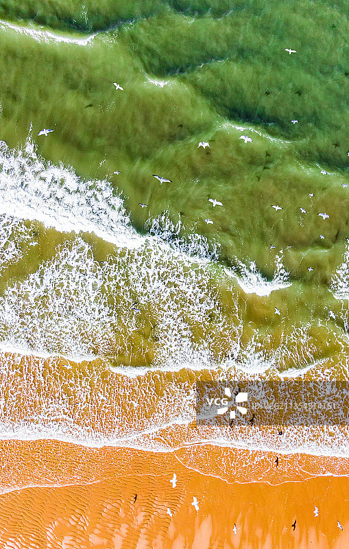 山东烟台高新区粉色沙滩 网红沙滩 海滩 海鸥 海浪图片素材