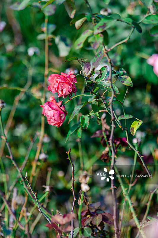 中国山东泰安徂汶景区大汶河公园里的鲜花图片素材