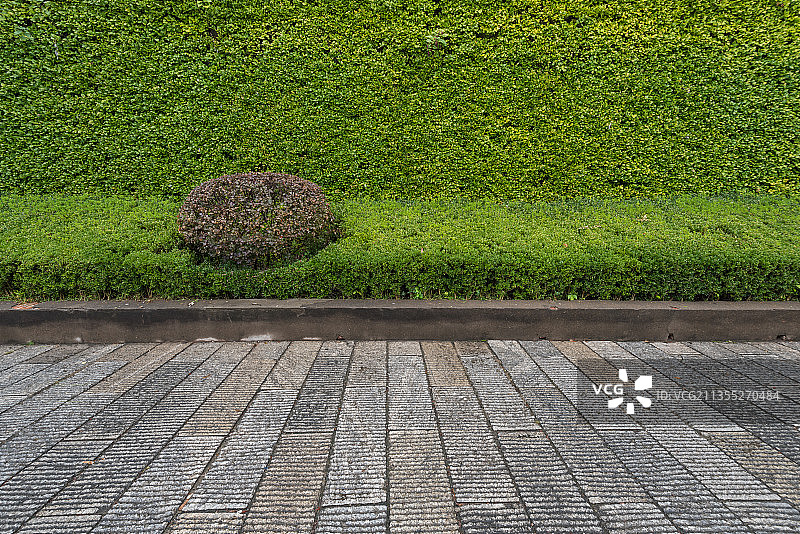 秋季阴雨天的中国长沙公园草地园艺树木道路图片素材