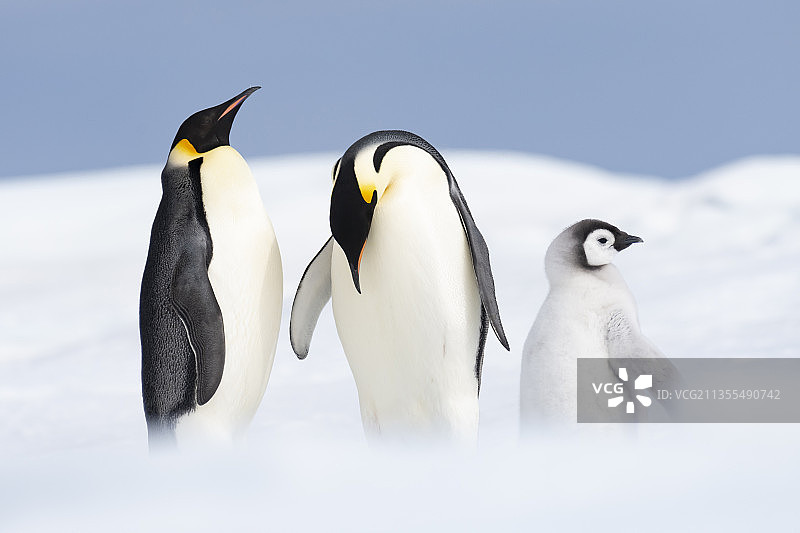 雪地上企鹅的特写镜头图片素材
