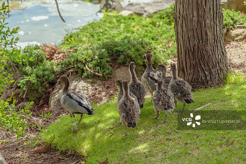 野外大树旁草坪上悠闲的一群野鸭图片素材