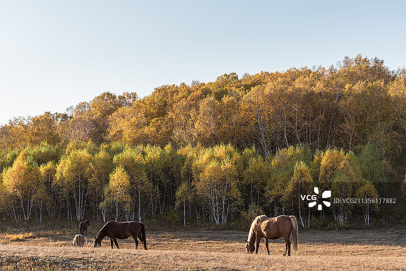 秋天内蒙古赤峰乌兰布统桦木沟国家森林公园图片素材