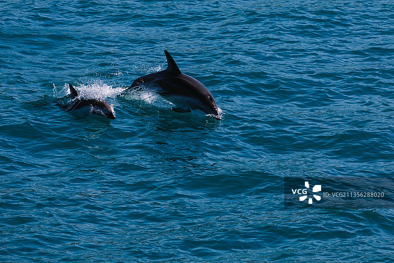 新西兰凯库拉，海豚在海里游泳的高角度照片图片素材