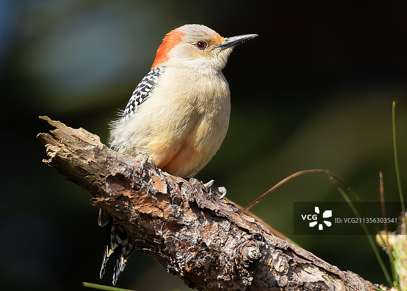 特写啄木鸟栖息在树枝上，Pendarvis海湾公园，美国，美国图片素材