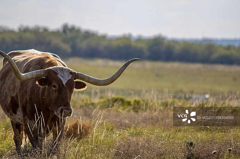 野牛的肖像，沙克尔福德县，得克萨斯州，美国，美国图片素材