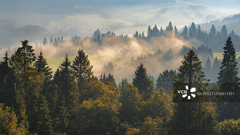 波兰什茨旺尼卡，秋日苍穹下松树的全景图片素材