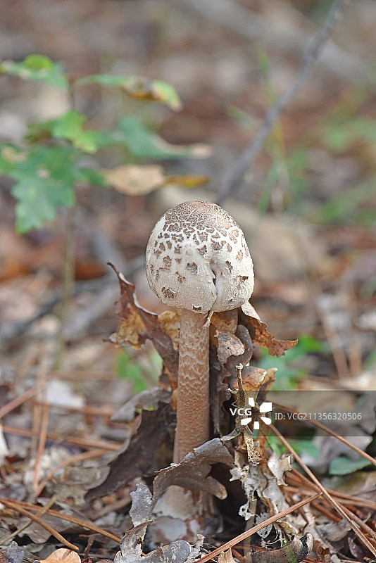 法国拉杰迈耶，蘑菇生长的特写镜头图片素材