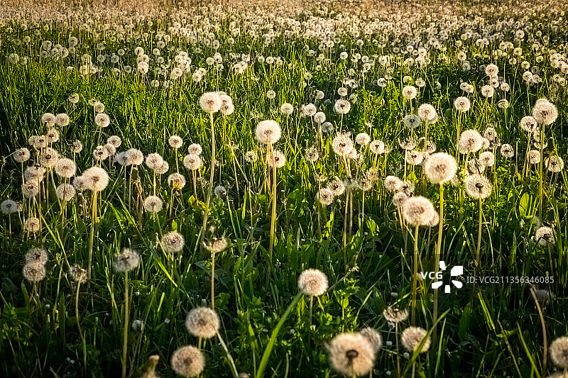 德国拜仁，卢普堡，田野上开花植物的特写图片素材