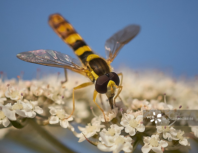德国，蜜蜂在花上授粉的特写镜头图片素材