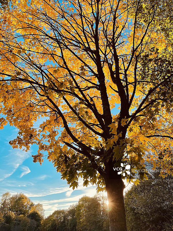 在秋天，低角度的树对天空的看法图片素材