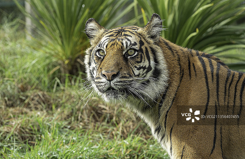 苏门答腊虎的肖像站在野外，斯马登，阿什福德，英国，英国图片素材