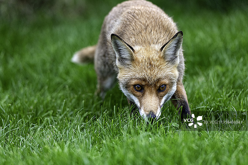 草地上的狐狸肖像，英国，英国图片素材