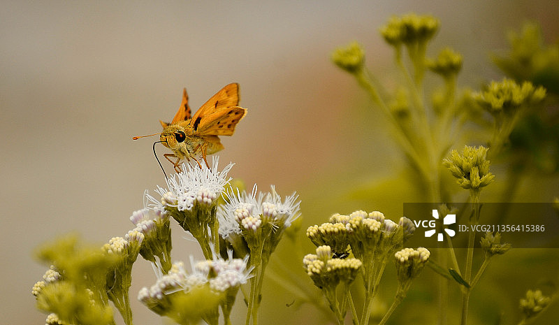 古巴，蝴蝶在花上授粉的特写镜头图片素材