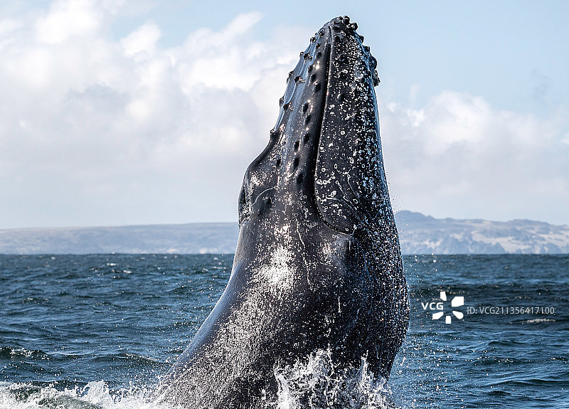 驼背灰鲸在大海中游弋的特写镜头图片素材