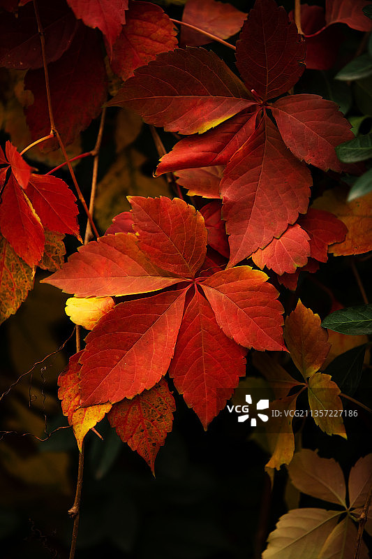 秋日红叶爬山虎图片素材