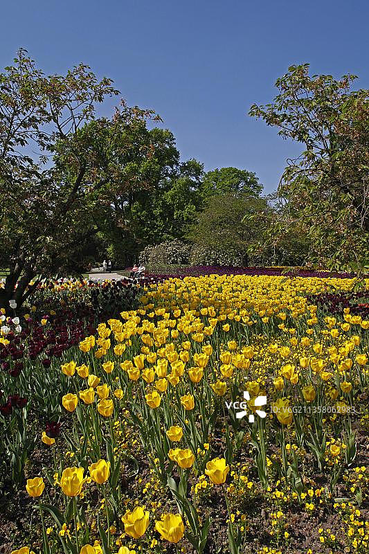 路易斯公园，郁金香花，樱花，春天，曼海姆，巴登-符腾堡，德国，欧洲图片素材