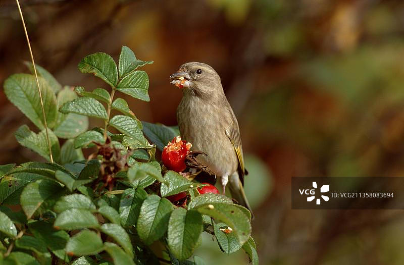年轻的欧洲绿翅雀(绿翅雀)，年轻的鸟吃玫瑰果，雀，雀，德国，欧洲图片素材