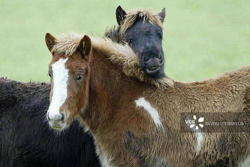 冰岛马，小马驹，冰岛小马，小马驹，冰岛人图片素材