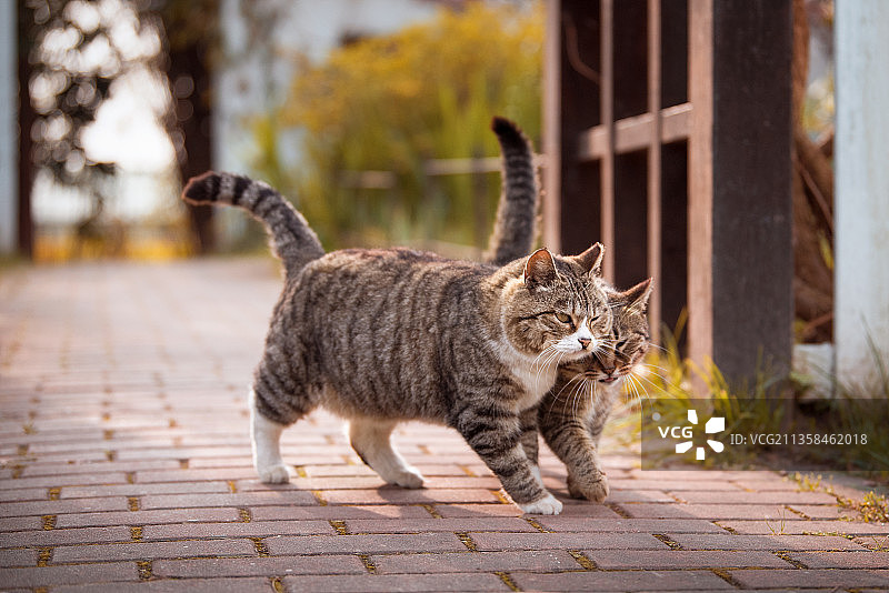相亲相爱翘尾巴走路的两只小猫图片素材