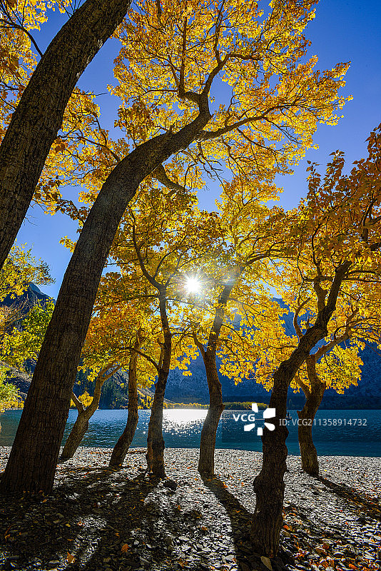 在秋天，猛犸湖，加利福尼亚，美国，湖泊对面的树木图片素材