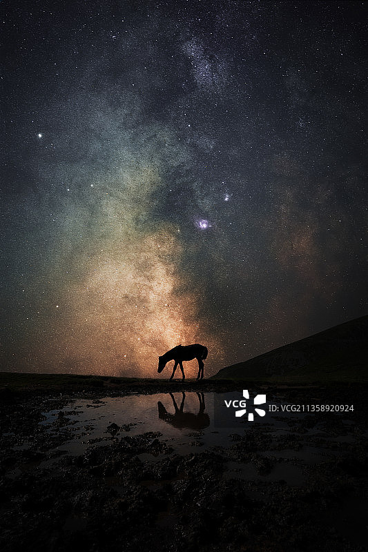 夜晚，保加利亚索非亚，天空映衬下，一匹马的轮廓屹立在田野上图片素材