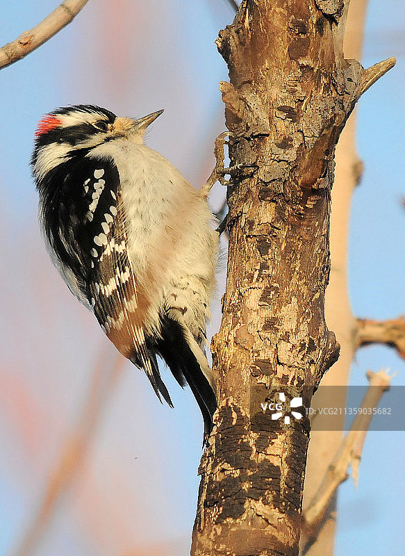 啄木鸟栖息在树上的特写，美国，美国图片素材