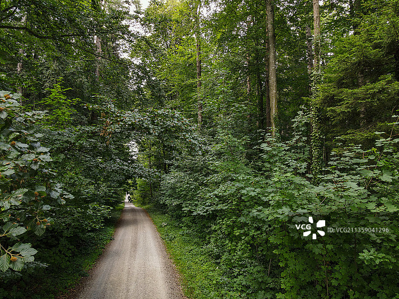 瑞士洪堡，森林中空旷的道路图片素材