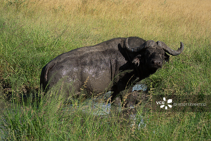 犀牛站在草地上的侧面图图片素材