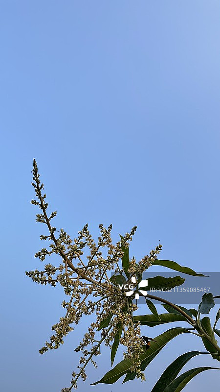 低角度的开花植物反对清晰的蓝天图片素材