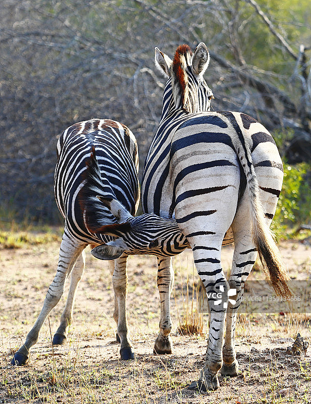 南非克鲁格国家公园，斑马站在田野上的后视图图片素材