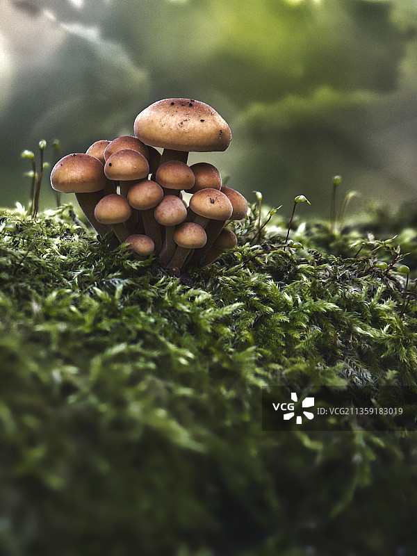 蘑菇生长的特写镜头图片素材