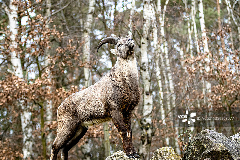 绵羊站在田野上的低角度视图图片素材