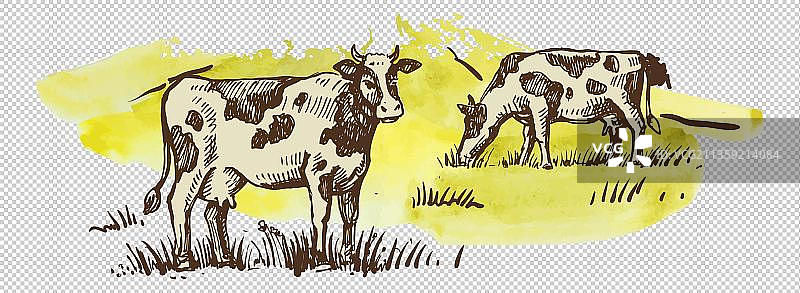 草原上的两头母牛元素图片素材