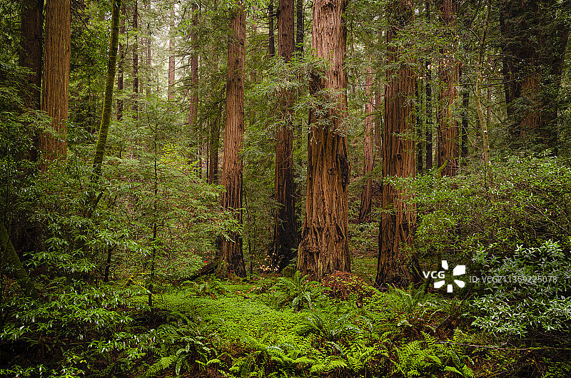 森林中的树木，缪尔森林国家纪念碑，美国，美国图片素材